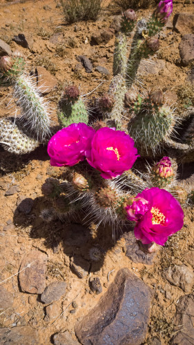 Prickly Pears in bloom. Photo: Lukas Brinkerhoff.