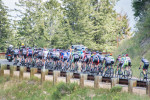 2014 ToU Stage 7 – peloton on wolf creek climb