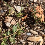 Puncturevine 2