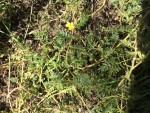 Tribulus terrestris