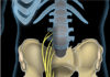 Cycling and Sciatica Sciatic nerve, anterior view • Author: K. D. Schroeder • Sciatic nerve2.jpg from Wikimedia Commons • License: Creative Commons Attribution-ShareAlike 4.0, https://en.wikipedia.org/wiki/Sciatica#/media/File:Sciatic_nerve2.jpg