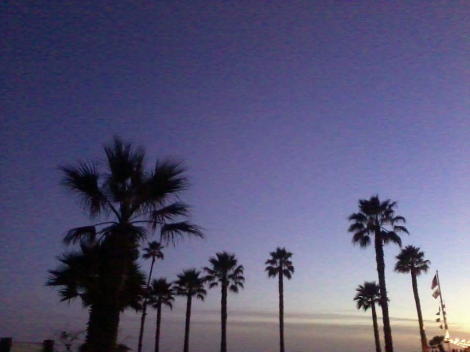 Palm trees