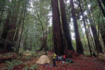 Camping in the Redwoods. Photo courtesy Kristen and Ville