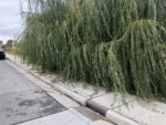 The sidewalk at 900 S and Gladiola needs to be accessible. Photo by Dave Iltis