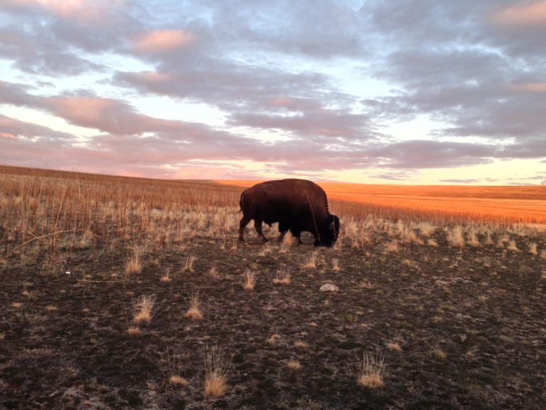 Race the Antelope Island 50K MTB on September 28, 2019