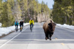 Yellowstone Cycling