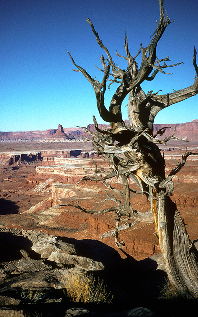 The White Rim – Around Again