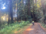 A nice cool climb through the Coastal Redwoods. Photo by Tom Diegel