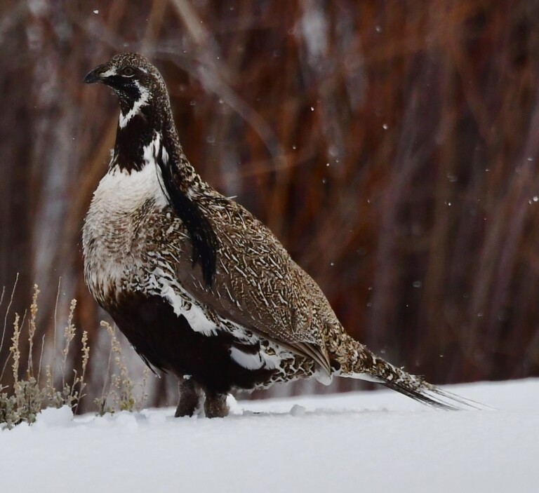 Some BLM Lands will limit Mountain Biking in Colorado and Utah to Protect the Gunnison Sage-Grouse