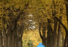 Trees Make Cycling More Pleasant