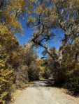 Fall colors in the Sandia Mountains. Photo by Don Scheese
