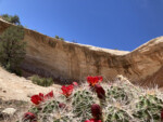 MTB Wildflowers hedgehog