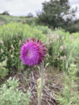 Musk Thistle. Photo by Tom Jow