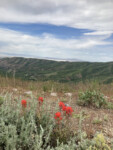 MTB Wildflowers paintbrush