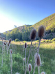 MTB Wildflowers wildTeasel