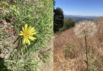 The Yellow Salsify, like a supersized dandelion. Photo by Tom Jow